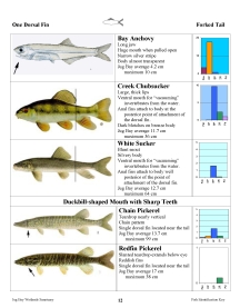 Small image of a page from the fish guide