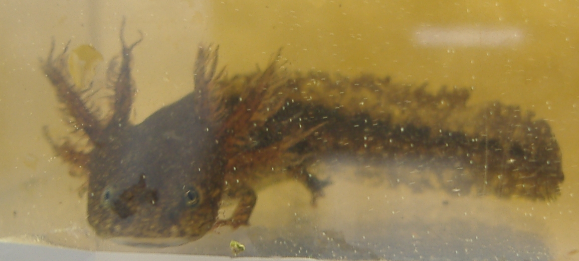 Marbled salamander larvae, photo copyright Jeffrey Campbell