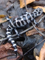 Marbled salamander, photo copyright Jeffrey Campbell