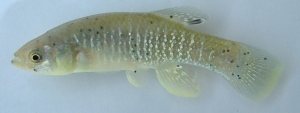 Photograph of a tidal wetlands fish