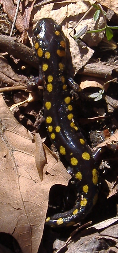 Spotted salamander, photo copyright Jeffrey Campbell