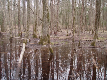 Vernal pool in April at Jug Bay Wetlands Sanctuary, Patuxent River, Maryland