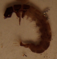 Photograph of a stream macroinvertebrate